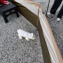 한전울타리 옆(아래) | 애견동반 캠핑, 리드줄에서 해방되자! 강아지 펜스 울타리 추천