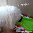 "TOPET 어덜트" 체험후기^^