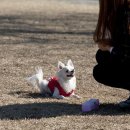 우리집강아지 이미지