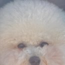 바베큐팩토리봉담 이미지
