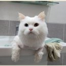 고고펫 이미지