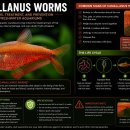 구피 (Poecilia reticulata)의 선충류 Camallanus spp 이미지