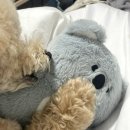 마이티그루밍 이미지