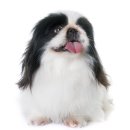 도그마루 이미지