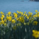 수선화 - 동두천시 중앙로 257 | 수선화