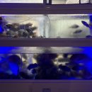 청파장횟집 이미지