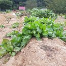 다래골농장 이미지