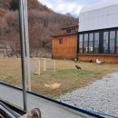 애견호텔 나무야 이미지