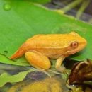 황금종1 이미지