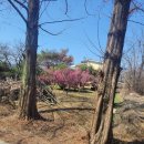 영등별장한증막매점 | <오늘의 일상>경북 청도 알미뜽 찜질방을 다녀왔어요.