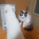 캣앤뷰티 이미지