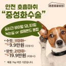 강동동물병원 - 춘천시 정족1길 6 | 푸들 수컷 강아지 호흡마취 생체본드 무봉합 중성화수술 (+유치발치) 후기 강동 둔촌동 성내동 동물병원