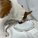 호두마루의 간식공장 이미지