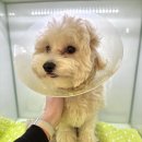 금샘동물병원 이미지