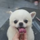 목동애견미용학원