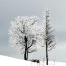 삼양목장 이미지