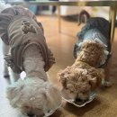 포에버퍼피 | 강아지화식, 건강과 기호성 다 잡은 포에버퍼피 4종 솔직 후기