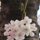 삼익비치타운 벚꽃길 이미지