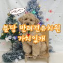 판교샘유치원 | 분당/서현/판교 애견유치원,애견호텔 &#39;가치있개&#39; 반려견유치원 내돈내산 추천 후기
