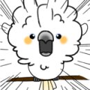 끌연