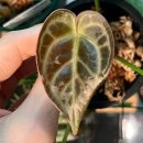 내단농장 이미지