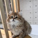 캐터리 | 시베리안 고양이 캐터리 분양후기 : 시베리안 고양이 데려오기 2탄