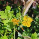 궁내초 앞 이미지