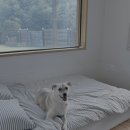 창녕가스 | 경남 창녕 독채 애견펜션 독독채 300평 천연잔디 대형견 OK