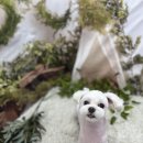 털뭉치이발소 이미지