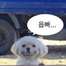 요가A | [발리 여행] 짱구 요가_ 퍼피요가 puppyyoga 예약방법/가격/후기