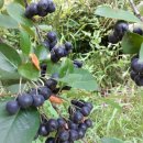 말래펜션 이미지