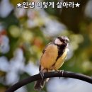 복돼지 이미지