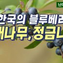 정원수로 좋은 모새나무와 정금나무, 숲 전문 HORIM-TV 이미지