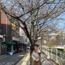 한성대입구&gt; 성북천 야장 삼겹살|서울 벚꽃 명소 추천|내돈내산 한성대입구 노포 삼겹살집 추천: 한성돼