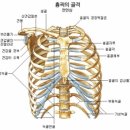 손동철척추교정운동원 네이버블로그