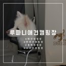 루파니애견캠핑장 이미지