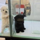 미유펫 강아지분양 고양이분양 전주점 이미지