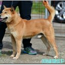 까치말진돗개농장 이미지