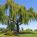 버드나무 이미지