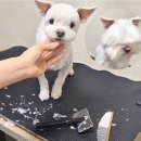 쿨펫 동물병원 네이버블로그