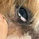 (주)이상윤동물병원 | 인천 강아지 눈꺼풀 안검종양 제거 후기 , 해와달동물병원