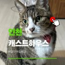 오늘도 고양이처럼 고씨네 하우스 | 캐스트하우스 송도 고양이 원데이패스 첫방문 인천 숙소