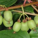 다래유통 이미지