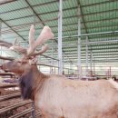 사슴자연 방목장 이미지