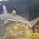 샤크 티스토리