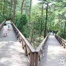솔향수목원(솔숲광장) Daum카페