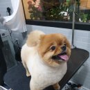 펫살롱케이 이미지