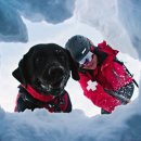 바른 애견 이미지