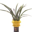 오정식물원 이미지