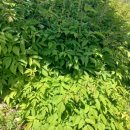 조은꽃식물원 이미지